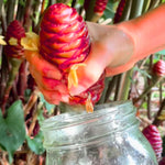 5 Shampoo Ginger Plant Rhizomes, 5 Count Zingiber Zerumbet Awapuhi Wild Pinecone Bitter Red Ginger, Hardy