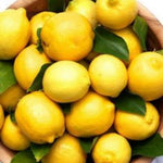 Meyer Lemon Tree Plant Live Starter Size 2-4" in Tall in 4" Pot, Yellow Lemon Lime Citrus Fragrant for Outdoor Indoor Planting