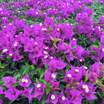 2 Bright Purple Bougainvillea Plants Live, Flowering Bougainvillea Vine 4-8 Inc Height, Climbing Plant for Outdoor Garden and Trellis