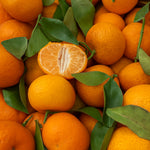 Satsuma Mandarin Tree Live Plant, Sweet Tangerine Citrus Tree in 1 Gallon Pot, Suitable for Patio or Outdoor Garden Growing