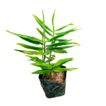 2 Ginger Plants Live for Planting Outdoor, 5 to 8 Inc Tall, Ginger Zingiber Live Plant