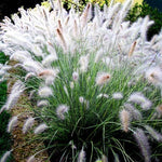 2 White Fountain Grass Plants Live, 5-9 Inch Tall Ornamental Grass Live Plants for Landscaping and Garden Borders