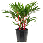 Palm Tree Live Plant, Fully Rooted in 3 Gallon Pot, Rare Tropical Plant Live for Indoor or Outdoor Growing, Red Lipstick