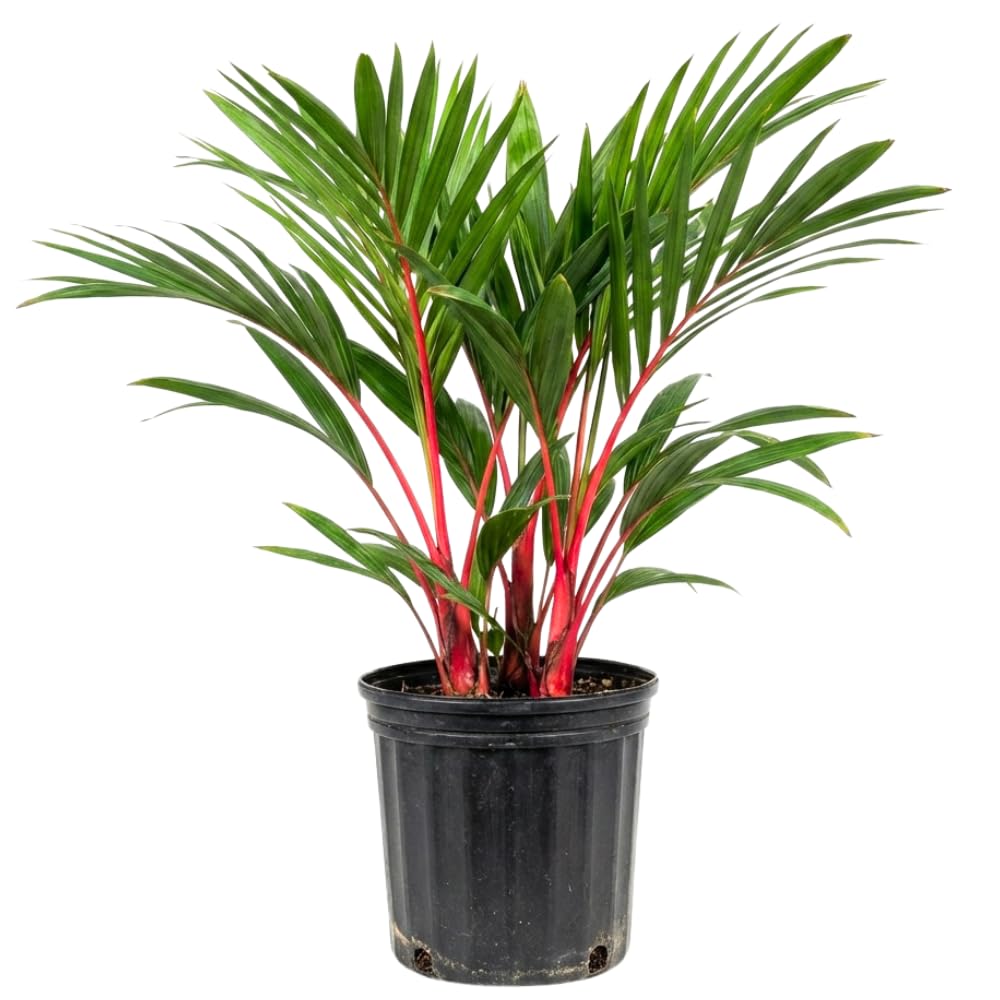 Palm Tree Live Plant, Fully Rooted in 3 Gallon Pot, Rare Tropical Plant Live for Indoor or Outdoor Growing, Red Lipstick