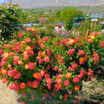 Orange Yellow Climbing Rose Live Plant Well Rooted, No Leaf, Ready to Plant Indoor Outdoor, Climber Rose Bush, Hybrid Tea Rose Like, Very Fragrant, Long Bloomer