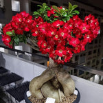 Desert Rose Plant Live, Adenium Desert Rose Plant Live, Perennial Flower Plants, 4-7 Inch Tall (Red)