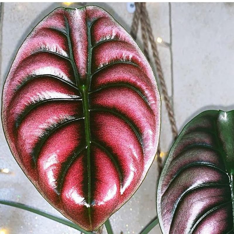 Set 2 Red Alocasia Live Plants for Planting, 5 to 7 Inc Tall, Indoor Houseplant Alocasia Plant Live, No Pot, Alocasia Colocasia Taro Plants for House Plants