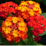 Orange Lantana Plants Live for Outdoor Planting, No Pot, 5-9 Inches Tall, Vibrant Color