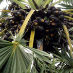 Live Palm Tree Plant in 3 Gallon Pot, No CA, Large Fully Rooted Size, Ready to Plant for Home Décor Indoor Outdoor Landscape, Rare Palm Trees, Sugar Palm