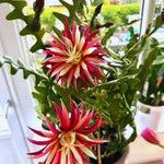 Fishbone Cactus Plant Live, Houseplant, Pink Epiphyllum Flower Cactus Live Plant, 5 to 8 Inc in Height