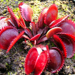 Pack 6 Mix Venus Flytraps Plants Live, Starter Plants Fly Trap Dionaea Muscipula for Growing