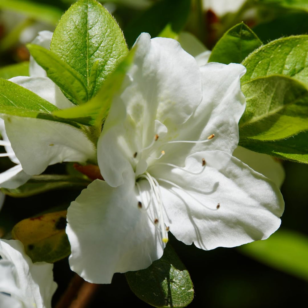 Live Azalea Plant, Hardy Rhododendron Flowering Shrub, 10 Inches Tall for Growing (White)