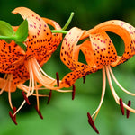 10 Turks Cap Lily Bulbs Roots, Tiger Lily Flower Root Plant, No Leaf, Well Rooted Ready to Plant, Summer Bloom, Orange Flower Live Plant