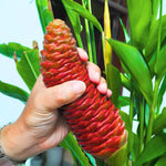 5 Shampoo Ginger Plant Rhizomes, 5 Count Zingiber Zerumbet Awapuhi Wild Pinecone Bitter Red Ginger, Hardy