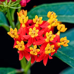 4 Red Milkweed Plants Live 4-9 Inc Tall, Tropical Milkweed Plants Well Rooted, Outdoor Growing