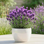 2 Spanish Lavender Plants Live for Planting Outdoor, 3-4" Lavender Live Plants for Fragrant Sun Perennial Herb