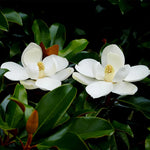 Magnolia Tree Live Plant 12 to 18 Inch Tall, Fragrant Magnolia Plant Live, Magnolia Bush Live Plant in Gallon Pot (White Magnolia)