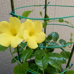 2 Yellow Mandevilla Plants Live, Mandevilla Flower Live Plants, Live Mandevilla Plant, 4 Inc to 7 Inc Tall, Mandevilla Well Rooted for Garden