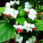 3 Clerodendrum Bleeding Heart Plants Live for Planting, 5-10 Inch Height, Clerodendrum Bleeding Heart Vine Indoor Outdoor (White Bleeding Heart)