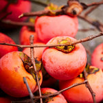 Pack 4 American Persimmon Trees Live Dormant, Cold Hardy Native Fruit Trees Indoor Outdoor Home Garden, 12-18 Inch Tall