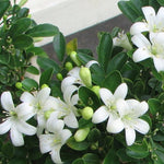 1 Year Old Philadelphus Mock Orange Plants Trees Bush Shrub in Quart Pot, Dormant Mock Orange Shrubs Live Plants, White Flower, Fragrant