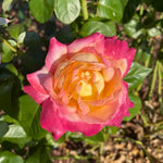 Rose Live Plant, Roses Flower Plant, Fragrant Flower for Planting, 4-6 Inches Tall, Bush Shrub Plants, Well Rooted, Ready to Grow (Orange Rose)