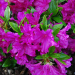 Purple Azalea Live Plant, Rhododendron Flowering Shrub for Outdoor Planting, 10 Inches Tall, Hardy Azalea Bush for Landscape and Garden