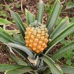 3 Gold Pineapple Plants Live for Growing 5 to 8 Inch Height, Sweet Pineapple Fruit Tree Live Plant Home Garden