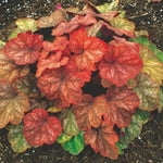 2-Pack Live Heuchera Coral Bells Plants, Bright Orange to Red Leaves, Vibrant Indoor Outdoor Planting