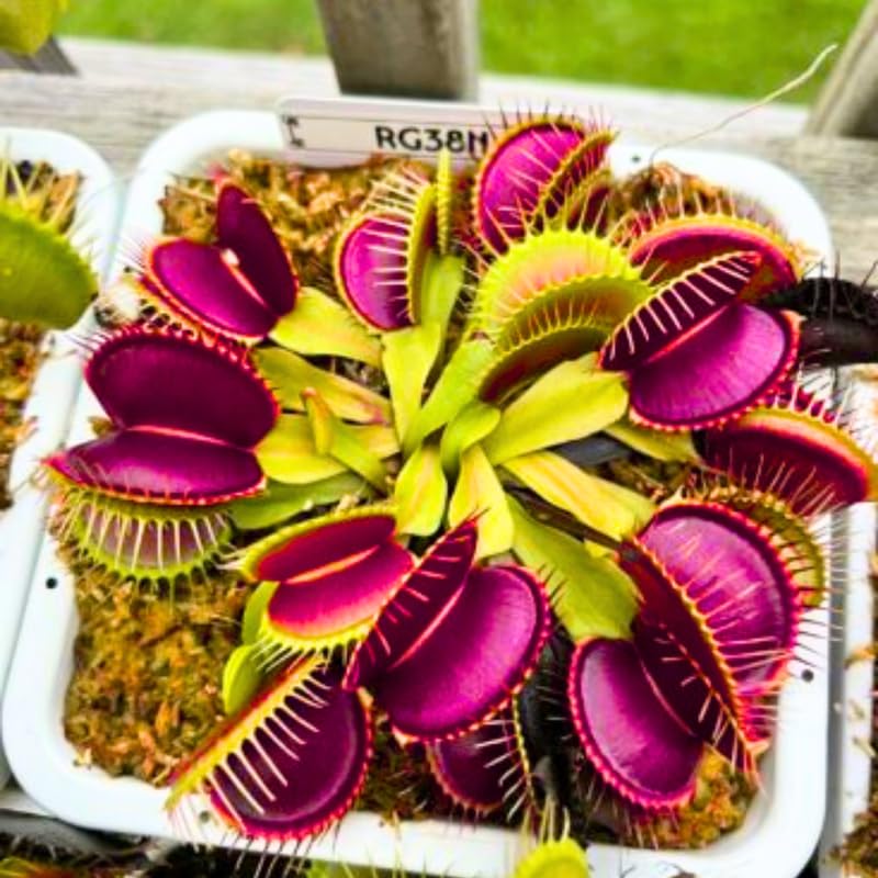 3 Venus Flytrap Plants Live in Pot, Random Different Cultivar, Starter Size, Easy to Grow Tropical Plant Terrarium Indoor Outdoor