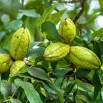 2 Pecan Plants Live, 1-2 Feet Tall Bare Root, Cold-Hardy Nut Trees for Garden and Landscaping, No Leaves, Dormant