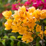 2 Bougainvillea Live Plants, Tropical Bougainvillea Flowering Vine, Fast Growing Outdoor and Container Plant, 4-8'' Tall (Yellow Blooms)