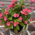 Set 2 Pink Euphorbia Milii Plants, Crown of Thorns Live Plant, 5-8 Inc Tall, Hardy Euphorbia Flowering Houseplants