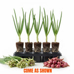 Set of 5 Egyptian Walking Onion Live Plants, 2 Year Old Perennial Onions
