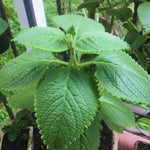 Set 3 Green Cuban Oregano Plants Live Mexican Mint Plant, Spanish Thyme Starter Plants from 4 Inc in Height, Fragrant Herb Well Rooted