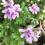 Set 4 Live Citronella Plants Live, Fragrant Citronella Geranium Live Plants, 4-9" Tall, Outdoor Live Plants for Patio and Garden