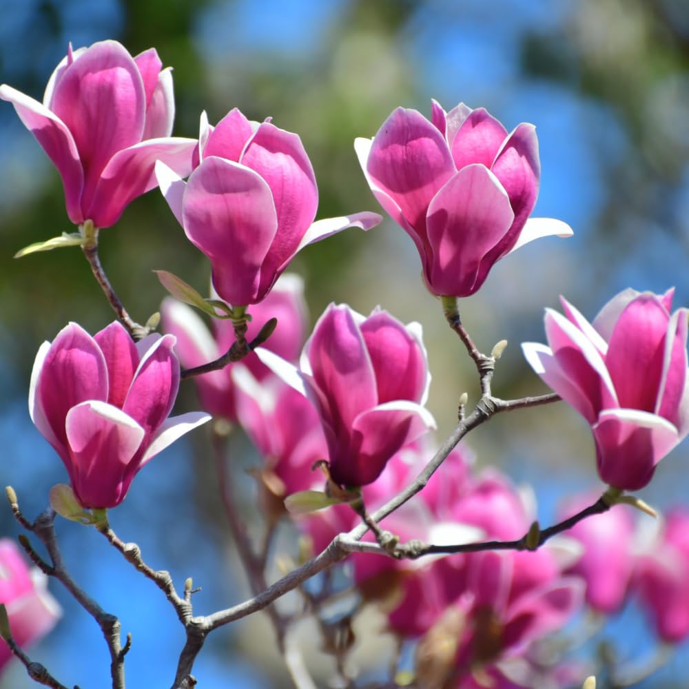 2 Magnolia Tree Cuttings, Hardy Fragrant Magnolia Flowering Tree, Well Rooted Cuttings 8–12 Inches for Outdoor Garden (Ann Magnolia Cuttings)