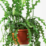 Trailing Epiphyllum Pink Fishbone Cactus Live Plant in 4" Pot, Indoor Outdoor Succulent Cactus Houseplant for Home Decor, No CA