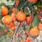 Persimmon Fruit Tree Live Plant, Hardy Persimmon Tree Live Plant for Planting Outdoors, 7 to 10 Inc Long
