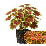 2 Bicolor Leaves Scented Geranium Plants Live 4–7 Inches Tall, Fragrant Flowering Geranium Herb Plant, Indoor Outdoor Container Plant for Garden