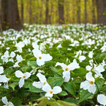 5 Trillium Bulbs, White Trillium Flower Bulbs, Trillium Bulb for Fall Planting Indoor Outdoor, 5 Large Bulbs, Ready to Plant