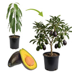 Live Early Season Avocado Tree Plant in 3 Gallon Pot, Cold Hardy Avocado Tree 2-3 Ft Tall, Ready to Bear Fruits