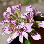 Set 4 Live Citronella Plants Live, Fragrant Citronella Geranium Live Plants, 4-9" Tall, Outdoor Live Plants for Patio and Garden