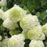 Hydrangea Plant Live Tree Dormant in Winter, Vibrant Color Bloom, 5-11" Well-Rooted Hydrangea Shrub Bush for House Planting Outdoor (Light Green to White)