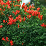 2 Red Cape Honeysuckle Plants Live for Planting, Fragrant, Easy to Grow, Perfect for Landscaping, No Pot, Ideal for Trellises Fences, Climbing or Bush, Rooted Cutting 8-12", Dormant No Leaf