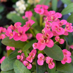 Pink Euphorbia Crown of Thorns Plant, Perennial Succulent Live Plant Indoor Outdoor 4-7 Inches