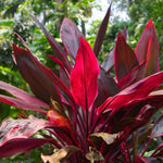 4 Giant Cordyline Red Sister Ti Plants Live, Hawaiian Red Ti Leaf Plants, Red Cordyline Plant Live 4 to 6 Inch Height