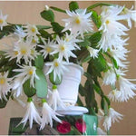 Easter Cactus Plants Live, Vibrant Color, Size 5-9" in Tall, No Pot, Spring Bloom Housplant Indoor Outdoor Succulent Cacti (White)