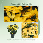 2 Multi Varieties Poinsettia Plants Live, Yellow Poinsettia Flowers for Holiday Christmas Gift, Decoration Houseplant 5-10" in Tall, No Pot