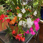 Easter Cactus Live Plant, 4-9” Tall, Rooted Holiday Cactus Succulent Plant for Indoor or Outdoor Growing, Easy Care Flowering Houseplant (Mixed Easter Cactus)